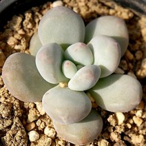 러브코리아 후레뉴 예쁜다육 랜덤발송 1023-03, 단품