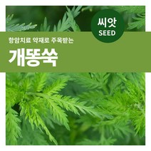 개똥쑥 채소 씨앗 20000립
