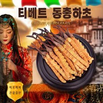 티베트 야생 동충하초 피로회복, 20g
