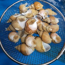 M 쫄깃쫄깃 달달한 자연산 당일바리 백고동 1kg 중대짜, 상세페이지 참조, 중대짜 1kg