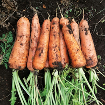 [KT알파쇼핑]제주 안중원님의 구좌당근 3kg 특상