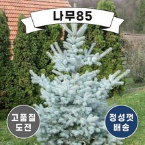 (나무85) 은청가문비(베이비블루) 1.5m내외, 1개