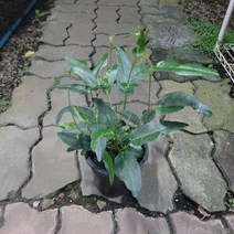 플랜테리어 보라색꽃 인기식물 보라싸리 야생화 중품 15-35cm 159, 1개