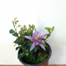 수련목(3포트한묶음), 1개