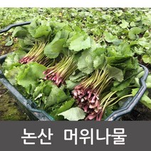 논산 머위나물 머위순 머위잎 머위, 1박스, 머위나물 4kg