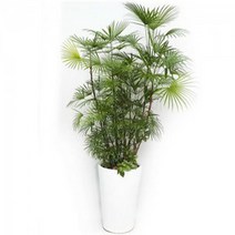 종려죽2 sy1 거실화분 개업 개업식 집들이 선물 인테