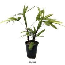 온정농원 서황금 관음죽 공기정화식물 거실화분 60cm, 1개