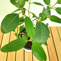 레몬유칼립투스(소) 키우기 쉬운 실내 공기청정 화훼농장 식물 화초 화분, 단품