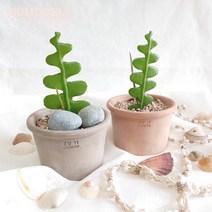 생선뼈선인장 피쉬본선인장 빈티지 이태리토분 set - 홈인테리어 공기정화 반려식물, 베이지