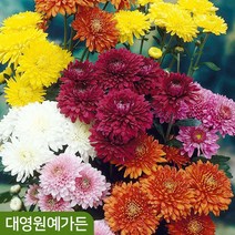 국화꽃 소국 7치화분 미니국화 가을꽃 야생화, 01. 소국(빨강) 7치화분, 1개