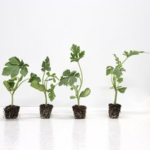 장보리 원예용 망고수박 과일 모종 10주, 기본상품