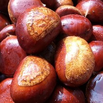 노이라이프 국내산 알밤 햇밤 옥광밤 맛밤 군밤 생밤 2kg, 알밤 2kg (왕특)