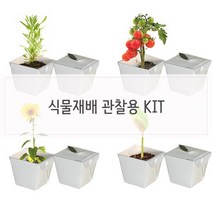 세트 학습관찰용 식물재배 키우기쉬운식물, H상품방울토마토HH