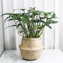 [화분애초록] 공기정화 식물 수제 라탄바구니 마리안느 디펜바키아