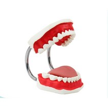 인체 치아 모형 혀 구강 교육 치과 치료 설명 의학