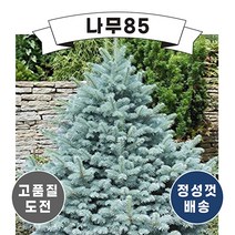 (나무85) 은청가문비 마제스틱블루 P9