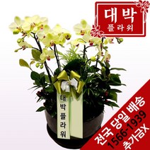 대박플라워 포춘 호접란 승진 발령 취임 영전 이전 개업선물 부모님선물 꽃배달 축하선물