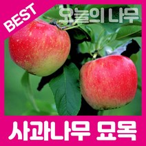 합리적 가격의 사과나무묘목(시나노골드(황금사과 부사 홍로 루비에스미니사과), 루비에스 미니사과 접목묘 상묘