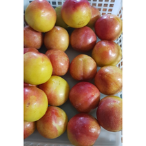 세콤달콤 싱싱한 제철 후무사 자두 2kg 왕자두 의성 옥자두 와촌 김천 자두 후무사 포모사 대석 체리 도담 추희, 1개