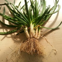 (원진약초농원) 두메부추모종 50주(50촉)/두메부추 종근