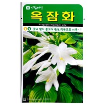 옥잠화씨앗 20알 옥잠화 옥잠화꽃씨앗 꽃씨앗 야생화