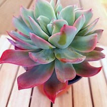 러우철화 키우기 쉬운 예쁜 다육식물 랜덤1-50