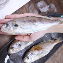 반건조조기 백조기 10미 반건조생선, 1박스