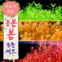 [미초] 초보자도 키우기 쉬운 수초 3종 세트 (총 17촉)+서비스증정 / 초보자 수초 / 수초 세트 / 구피 수초 / 치어 수초