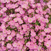 안개초 집시 화이트 딥로즈(종자 꽃씨앗 / 10립)Gypsophila Gypsy, 집시 딥로즈