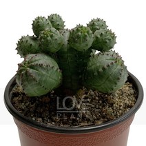미니오베사-유포르비아속/구형/고른능/군생/다육식물