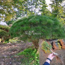[모든원예조경] 반송나무 묘목 (접목1년생) 10주묶음 둥근소나무 관상수 상록수