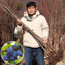 서양 자두 푸룬 나무 묘목 접목 1년생 슈가 프레지던트 롱존 마돈나 스텐레이, 03.롱존
