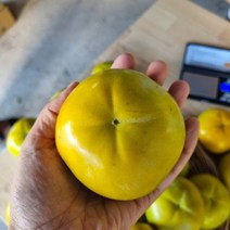 2023년 아삭아삭 시원한 해남 태추 단감 2kg 3kg 5kg 배단감 15brix, 태추단감 3kg (13과내외)