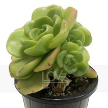 릴리패드(중품)-에오니움속/두툼한잎/로제트성장/다육