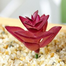 (주)아트인 인조 다육이(S04), 퍼플