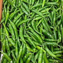 채소애 맵고 싱싱한 청양고추 500g 1kg 5kg 10kg 매운 땡초 고추, 청양고추 1kg