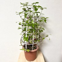 나만의화원 백화등 야생화 키우기쉬운식물 창가식물