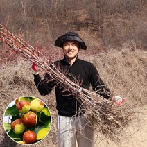대추나무 묘목 접목1년생 뿌리2년 (왕대추 복조 사과대추), 사과대추(다왕자오) 상묘