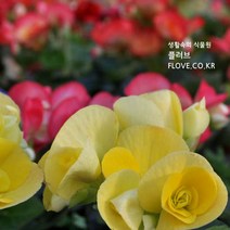 꽃베고니아
