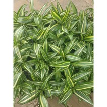 3개 묶음발송 드라세나 산데리아나 빅토리아 10~25cm 99