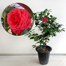 대성식물 동백나무 키우기 겨울꽃 중형 빨간꽃, 1개