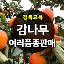 가성비 좋은 정원수 중 인기 상품 소개