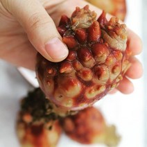 통영가리비 홍가리비외 해산물 골라담기, 1개, 피멍게1kg