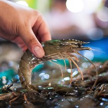 산지직송 당일조업 제철 신안 흰다리 활새우 생물 왕새우 대하구이, 흰다리새우 1kg 23미내외, 1개