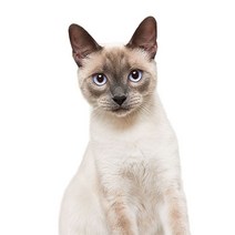 차량용 냉장고 미니 냉온장고 캠핑용 온장고 3Ratels CM29 사랑스러운 고양이 페르시아 Birman Bombay 영국, 06 CM29-6_01 15cm(5.9 inch)
