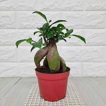 [DDA_ON]인삼펜다(소) 실내공기정화식물 공기청정식물, <q@p>_본상품선택_<qp>” class=”wr-img”></a></div></p></div></p></div></p></div><div class=