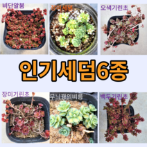 인기세덤6종 / 선택옵션 9cm포트 월동식물 야생화 바위솔 봄꽃 꽃과정원이야기, 1)비단알붐, 1개
