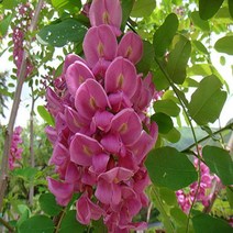 붉은아카시아나무/화분묘/묘목/h0894