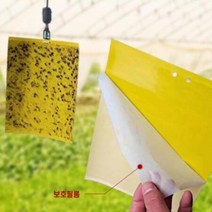 초파리 찍찍이 끈끈이 트랩 퇴치법 날파리 하루살이 퇴치 20x30cm, 상세페이지 참조