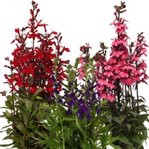 숙근 로벨리아 스타쉽 컬러선택(꽃씨앗/20립) Lobelia Starship, 블루